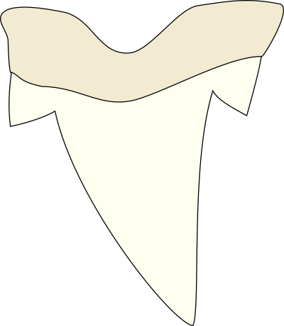 Shark tooth clipart