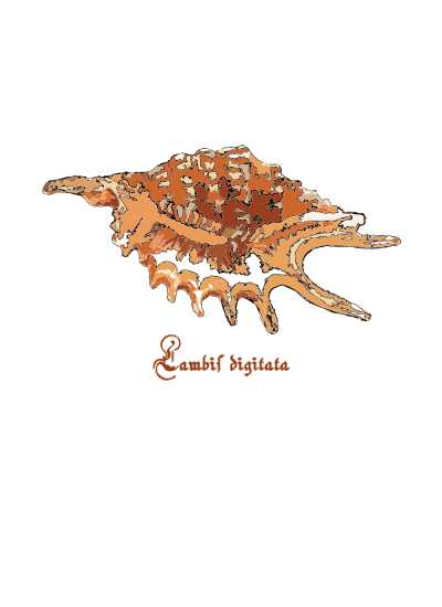 Shell - Lambis digitata clipart