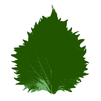 Shiso Leaf clipart