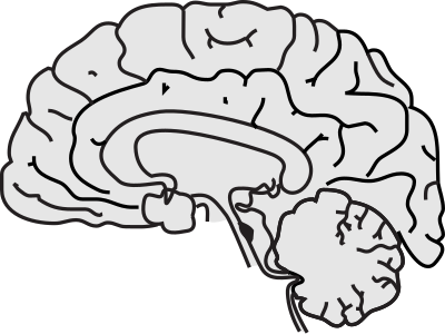 Simple Brain clipart