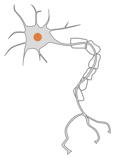 Simple neuron clipart