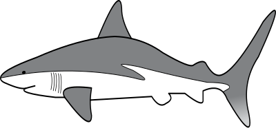 Simple Shark clipart
