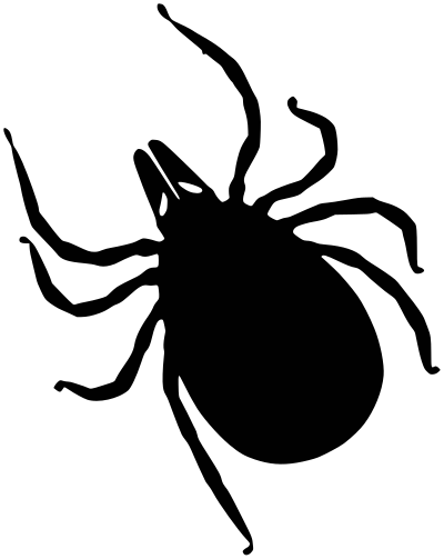 Simple tick (Ixodes ricinus) silhouette clipart