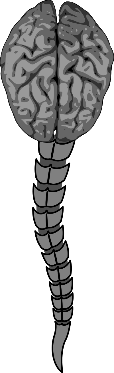 Sistema medular clipart