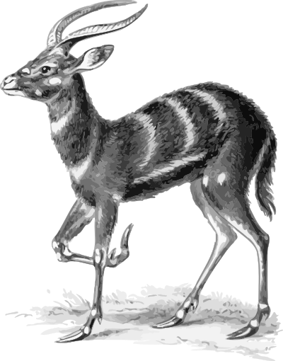 Sitatunga clipart
