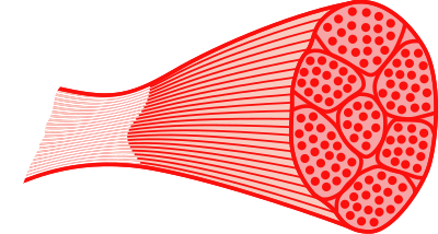 Skeletal muscle clipart