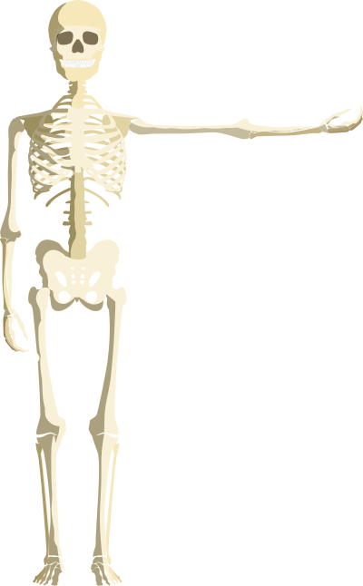 Skeleton clipart