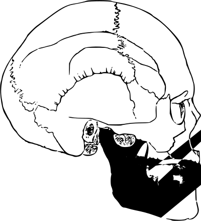 Skull 11 clipart