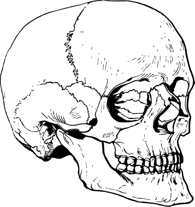Skull 20 clipart