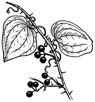 Smilax clipart