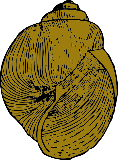 Snail shell clipart