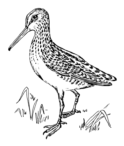 Snipe clipart