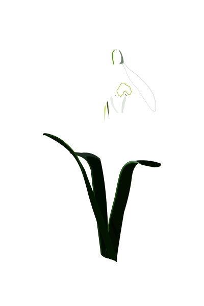 Snowdrop clipart