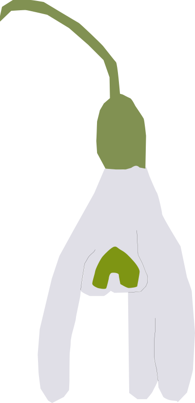 Snowdrop clipart