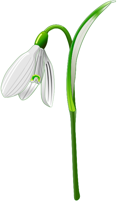 Snowdrop (Galanthus nivalis) clipart