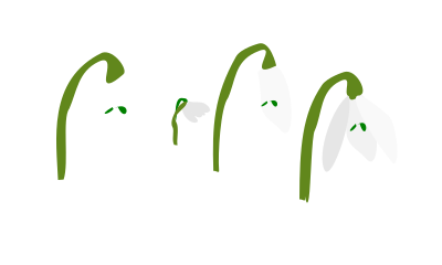 Snowdrops flower clipart