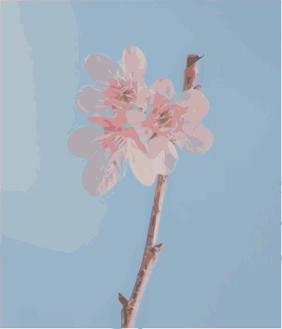 Soft Sakura clipart