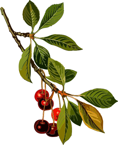 Sour cherry tree 2 (low resolution) clipart
