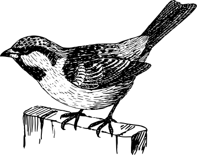 Sparow clipart