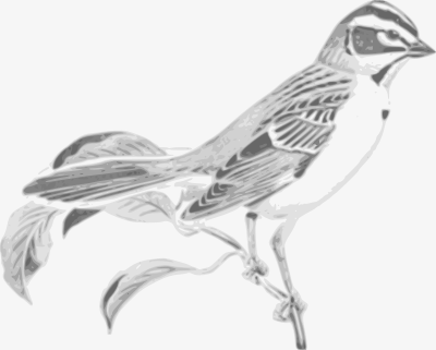 Sparrow clipart