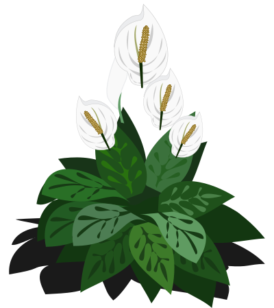 Spathiphyllum clipart