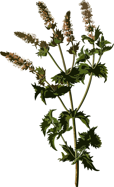Spearmint (smaller file) clipart
