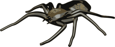 Spider clipart