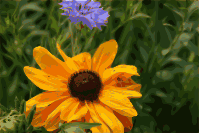 Spider flower clipart