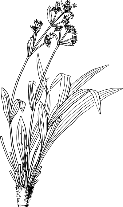 Spikenard clipart