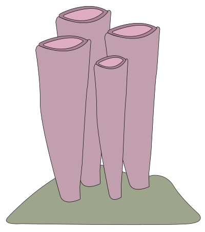 Sponge shrimp clipart