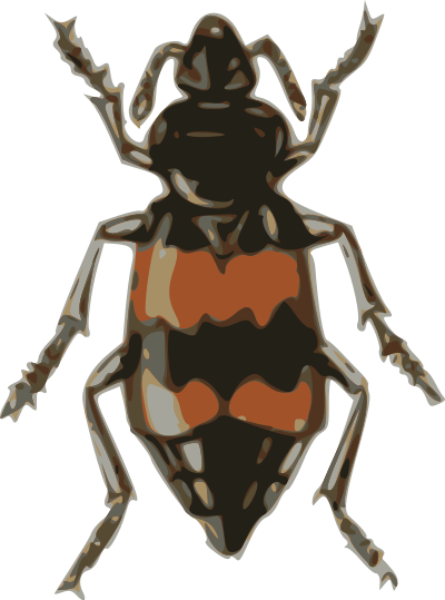 Spotted sexton beetle (necrophorus guttatus) clipart