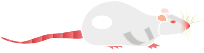 Sprague Dawley clipart