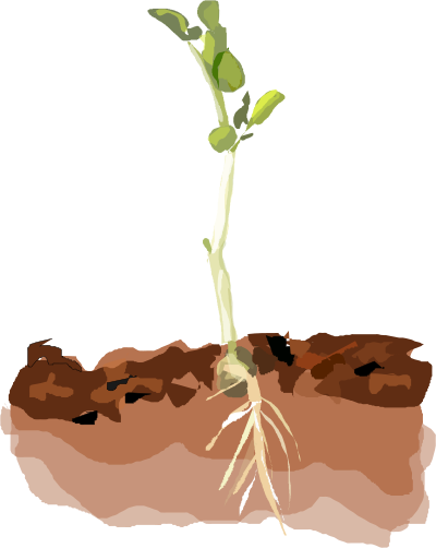 Sprouting Pea clipart