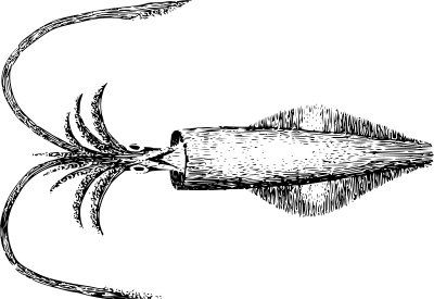 Squid clipart