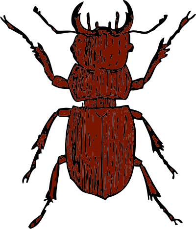 Stag beetle clipart