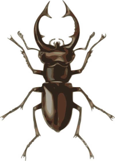 Stag beetle (lucanus elephas) clipart
