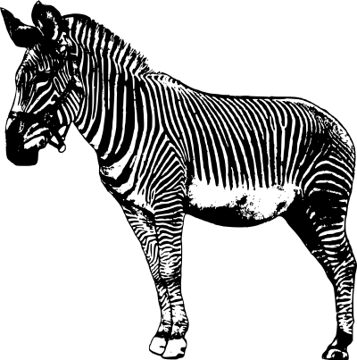 Standing Zebra clipart