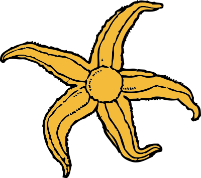 Starfish clipart
