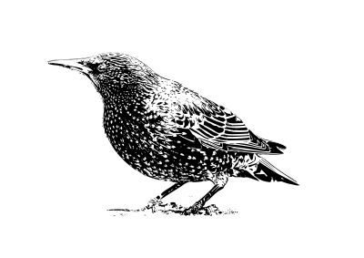 Starling b&w clipart