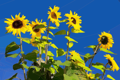 Strong Sunflowers clipart