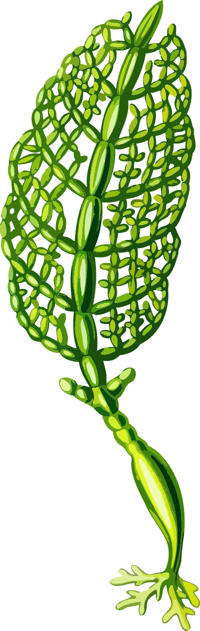 Struvea plumosa (low resolution) clipart