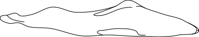 Stylized Seal clipart