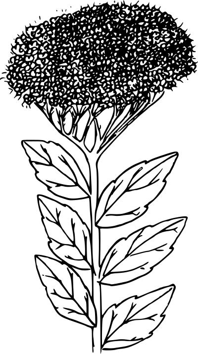Subalpine spirea clipart