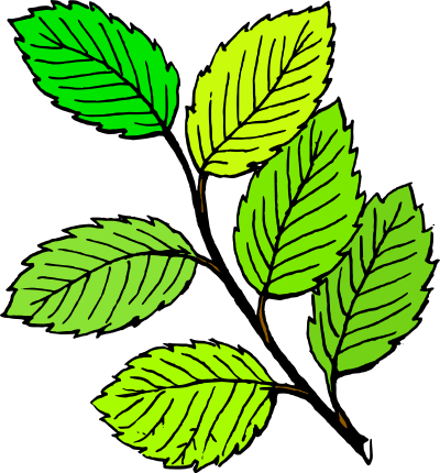 Summer Leaves clipart