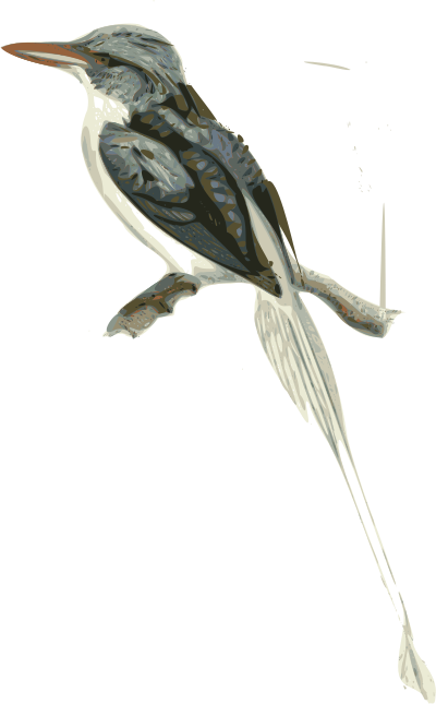 Tanysiptera riedelii (bird) clipart