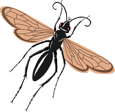 Tarantual hawk wasp clipart