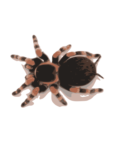 Tarantula clipart