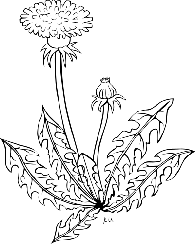 Taraxacum Officinale clipart