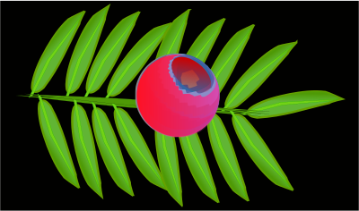 Taxus baccata clipart