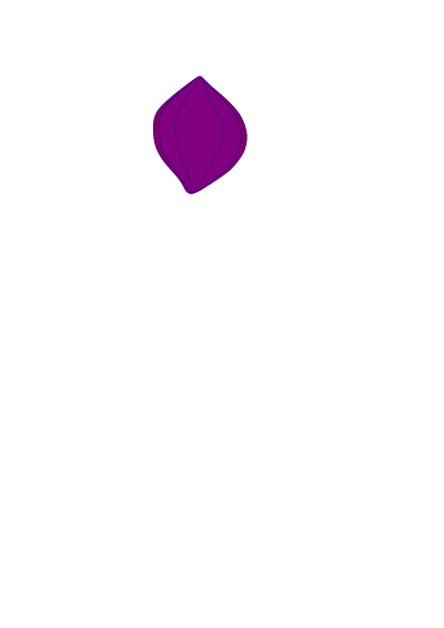 Terminalia catappa seed clipart
